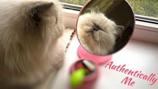 A cat looks into a hand mirror, seeing its own reflection — symbolizing self-awareness and the journey to authentic self-expression