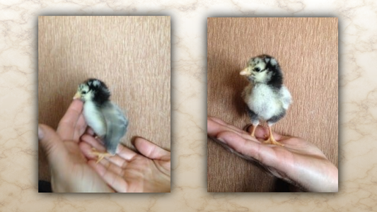 A tiny sick day-old chick resting in a cupped hand, symbolizing the fragile but fierce will to survive and the determination to keep going when things get hard
