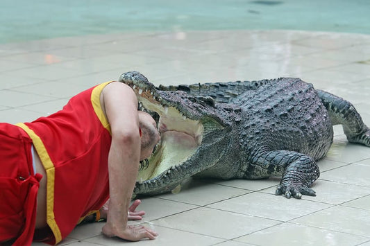 A person placing their head inside the open jaws of a crocodile, illustrating the reckless bravado of the fictional macho cop who thinks he's invincible