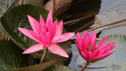  Two vibrant flowers blooming side by side, symbolizing the beauty of authors growing and thriving together without competition