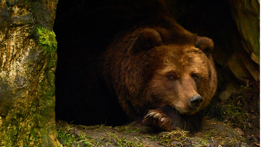 A sleepy bear peers out from the mouth of a cave, symbolizing the slow and hopeful return to creativity after a long period of hibernation